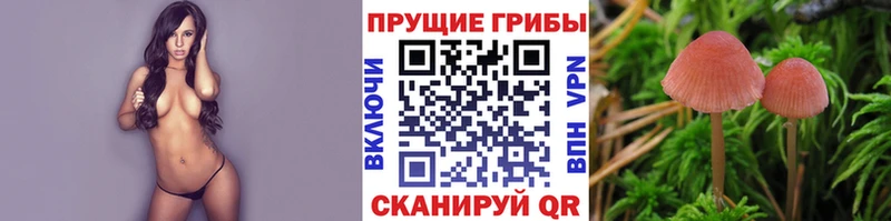 Псилоцибиновые грибы Cubensis  что такое   Нурлат 